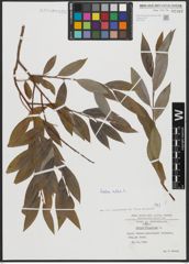 Foto von Salix alba L.
